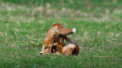 Fox Babies Rolling in the Grass