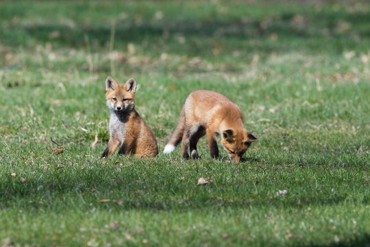 Fox Babies Playing in the Grass
