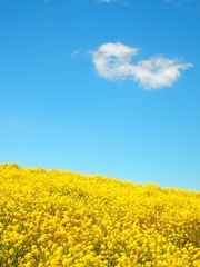 Obraz premium 菜の花咲く土手