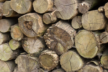 Naklejka premium Detail of a lot of round trunks - wooden abstract background. Outdoor rack with hut construction wood trunks.