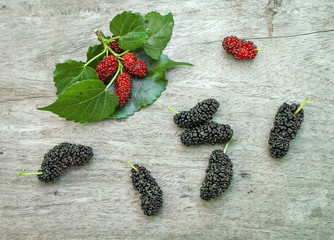 Fresh ripe mulberry berries on tree Fresh mulberry