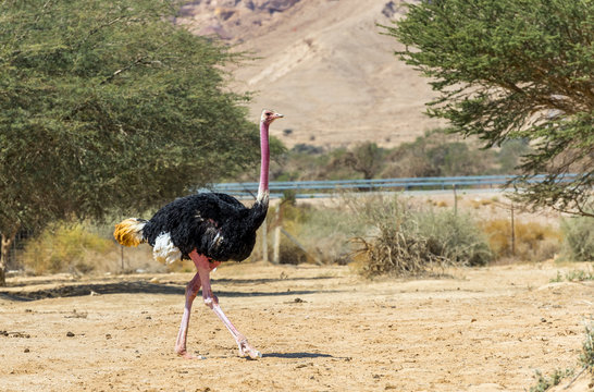 Male of African ostrich (Struthio camelus) in nature reserve near Eilat, Israel