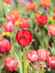チューリップ畑