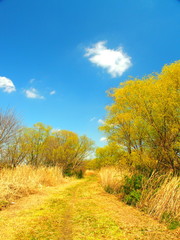河川敷の芽吹きの風景