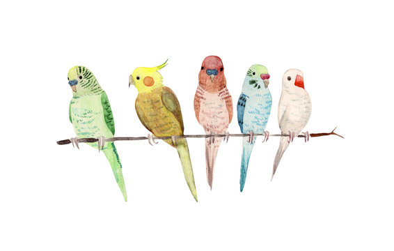 ブンチョウ Images Browse 459 Stock Photos Vectors And Video Adobe Stock