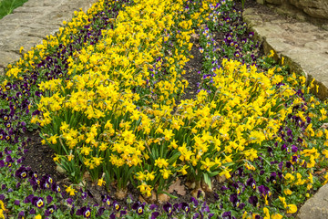 Yellow flowers and violets plant in a form of J 