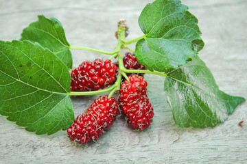 Fresh ripe mulberry berries on tree Fresh mulberry
