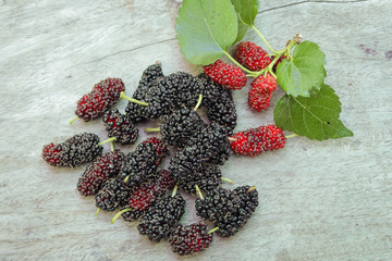 Fresh ripe mulberry berries on tree Fresh mulberry