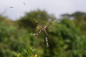 araña del monte telaraña
