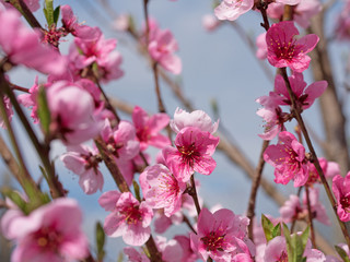 Pfirsichblüten, Pfirsich, Prunus persica, Blüten