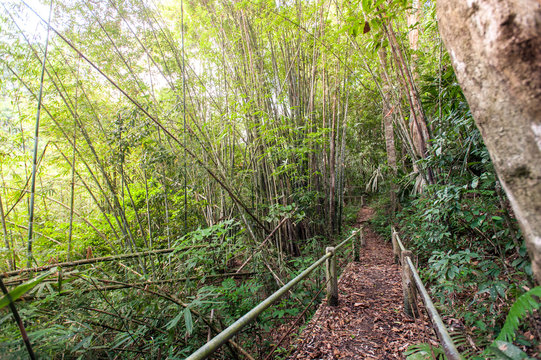 Fototapeta nature trail,path with wooden bridge in deep forest (National Park, Thailan)