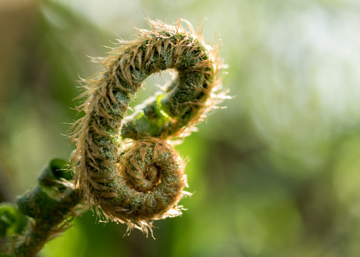 Fiddle Head Fern1