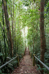 Obraz premium nature trail,path with wooden bridge in deep forest (National Park, Thailan)