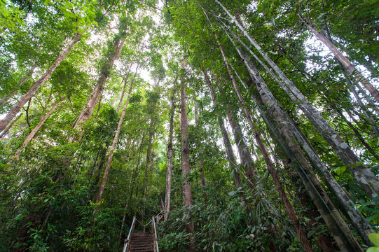 Fototapeta nature trail,path with wooden bridge in deep forest (National Park, Thailan)