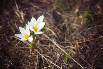 Crocus primrose. First spring flowers. Almaty, Kazakhstan