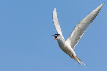Common Tern Calling in Flight in Angelic Posture