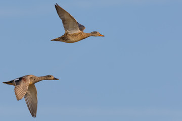 Gadwall Duck Couple Flying Against a Blue Sky