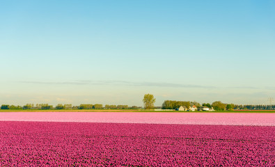 Violet and pink tulips blossoming in a rural landscape