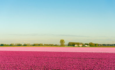Fototapeta na wymiar Violet and pink tulips blossoming in a rural landscape