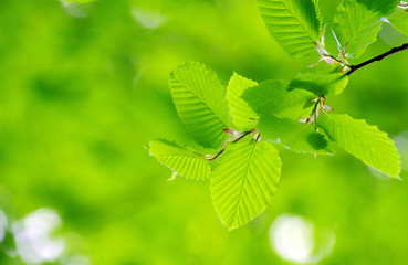 green leaves