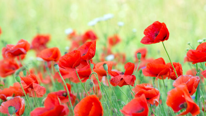  red poppy
