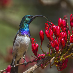 White-breasted Sunbird in Kruger National park, South Africa