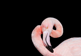 bird pink flamingos gracefully curved head and neck on a black isolated background
