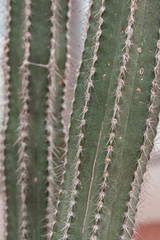 Cactus in garden desert close up