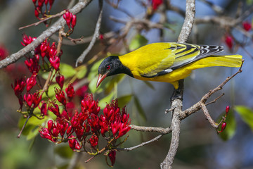 African Black-headed Oriole in Kruger National park, South Africa