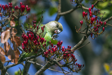 Brown-headed Parrot in Kruger National park, South Africa