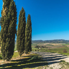 Cypresses road in val d'orcia