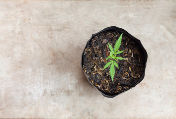 Marijuana seedlings on wooden background