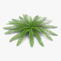 Fototapeta na wymiar Green fern on white. 3D illustration