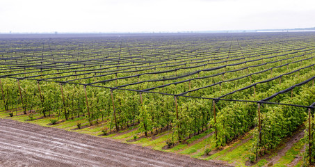 Apple orchard with apples on trees under gray sky