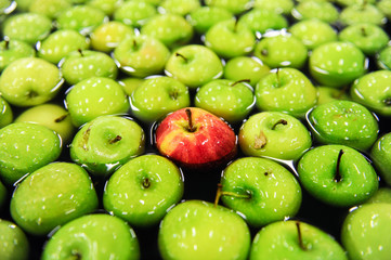 Delicious green apples and one red in packing tub at fruit warehouse