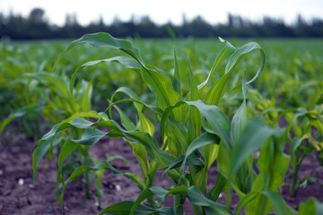 Field corn in the factory