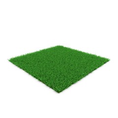 Zoysia Grass on white. 3D illustration