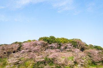 Fototapeta na wymiar 春の千鳥ヶ淵　青空と桜の風景