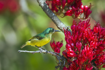 Collared Sunbird in Kruger National park, South Africa