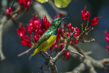 Collared Sunbird in Kruger National park, South Africa