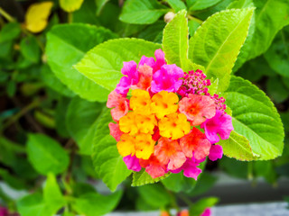 lantana magenta yellow colorful tone beauty flower