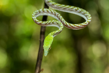 green Asian Vine Snake (Ahaetulla prasina)