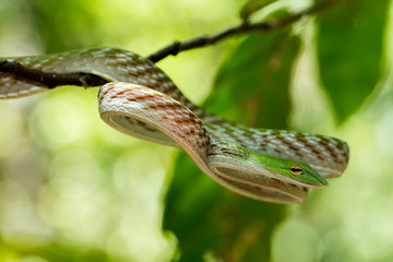 green Asian Vine Snake (Ahaetulla prasina)