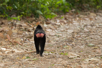 endemic sulawesi monkey Celebes crested macaque