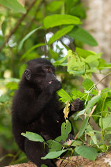 endemic sulawesi monkey Celebes crested macaque