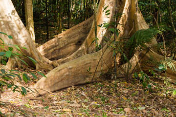 massive tree is buttressed by roots Tangkoko Park
