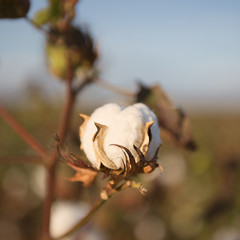 Fields on cotton ready for harvesting in Oakey, Queensland