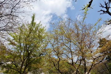 Fototapeta premium 木々の芽吹き