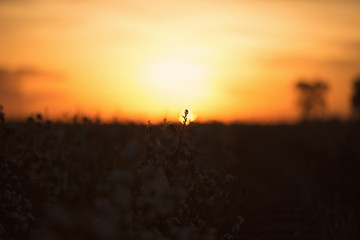 Fototapeta premium Fields on cotton ready for harvesting in Oakey, Queensland