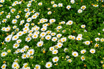 Daisy flower field in top view of meadow